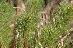 Serruria foeniculacea