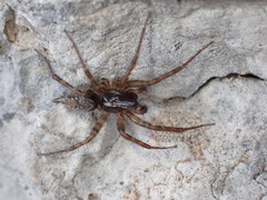 Textrix caudata