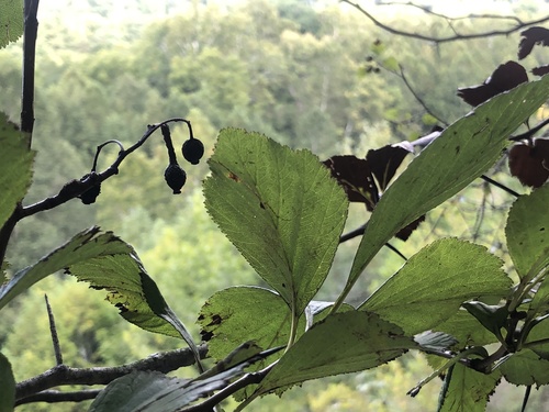 Keystone Hawthorn (Crataegus tanuphylla)