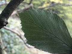 Crataegus tanuphylla