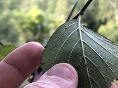Crataegus tanuphylla