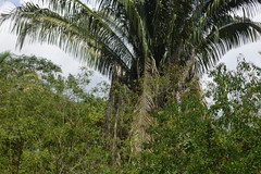 Attalea oleifera