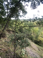 Crataegus tanuphylla