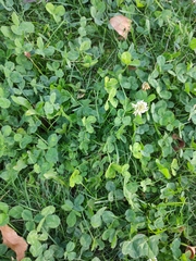 Trifolium repens