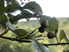 Crataegus tanuphylla
