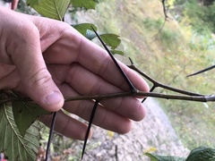 Crataegus tanuphylla