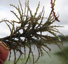 Najas horrida