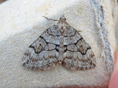 Thera contractata