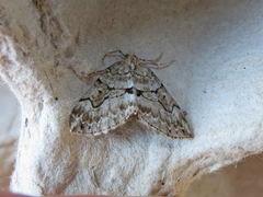 Thera contractata