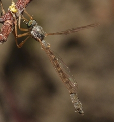 Leptogaster flavipes