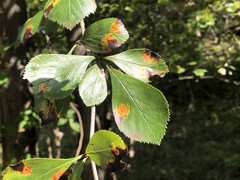 Crataegus persimilis