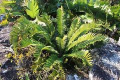 Encephalartos natalensis