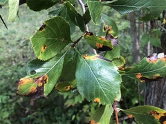 Crataegus persimilis