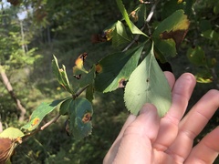 Crataegus persimilis