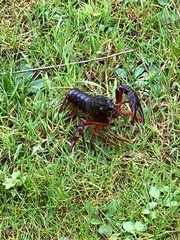Procambarus clarkii