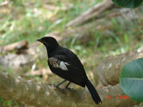 Copsychus sechellarum