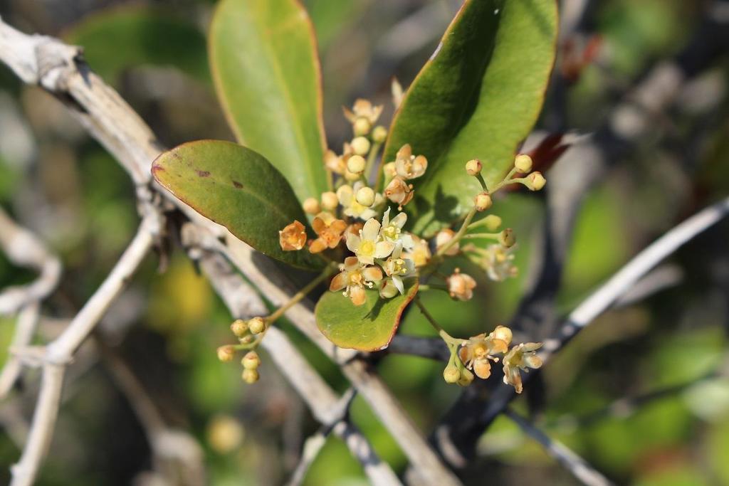 Pondo False Spikethorn
