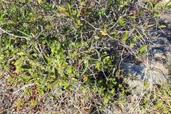 Putterlickia retrospinosa