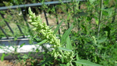 Chenopodium album