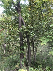 Crataegus persimilis