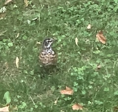 Turdus migratorius