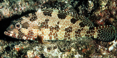 Epinephelus hexagonatus (Forster, 1801)