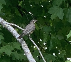 Turdus migratorius