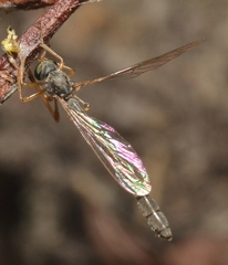 Leptogaster flavipes