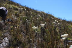 Sorocephalus alopecurus