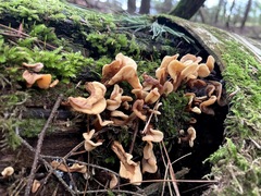 Spathulariopsis