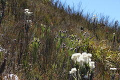 Sorocephalus alopecurus