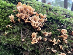 Spathulariopsis