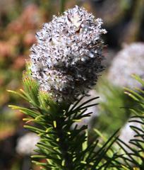 Sorocephalus alopecurus