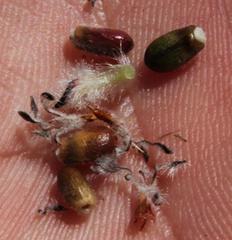 Sorocephalus alopecurus