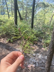 Pinus pungens