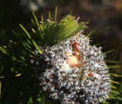 Sorocephalus alopecurus