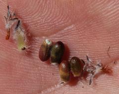 Sorocephalus alopecurus