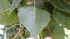 Populus nigra