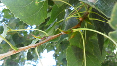Populus nigra