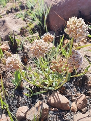 Asclepias adscendens