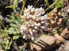 Asclepias adscendens