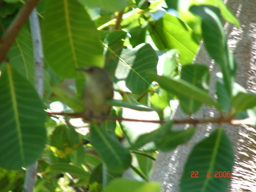 Seychelles Warbler (Acrocephalus sechellensis), photo 1