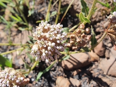 Asclepias adscendens