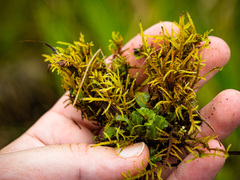 Helodium paludosum