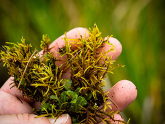 Helodium paludosum
