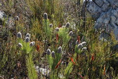 Sorocephalus alopecurus