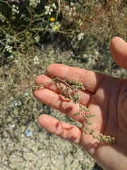 Artemisia arenaria