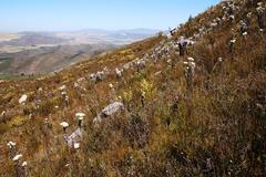 Sorocephalus alopecurus