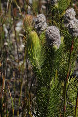 Sorocephalus alopecurus