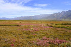 Erica intervallaris intervallaris